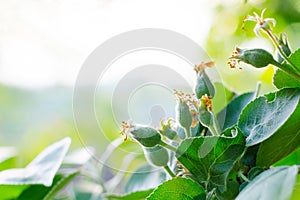 Baby ovary apples. The concept of gardening, DIY, fruit growing without GMO, naturalness and utility. With copy space.