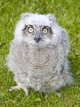 Baby Owl