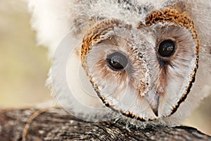 Baby owl chick