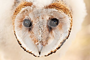 Baby owl chick