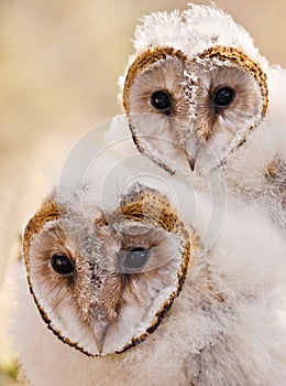 Baby owl chick