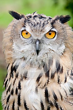 Baby owl staring into camera