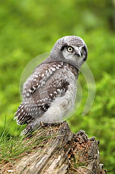 Baby owl Surnia ulula