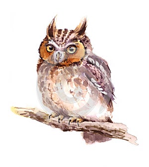 Baby Owl Watercolor Bird Illustration Hand Painted photo