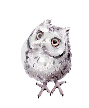 Baby Owl Watercolor Hand Painted Wild Bird Illustration isolated on white background