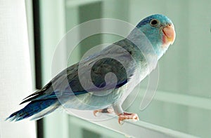Baby Pacific Parrotlet, Forpus coelestis