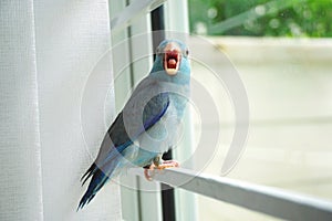 Baby Pacific Parrotlet, Forpus coelestis