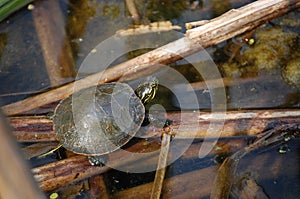 Baby Painted Turtle