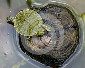 Baby painted turtle
