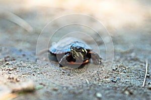 Baby painted turtle