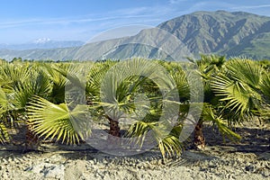 Baby palm trees growing in palm tree farm