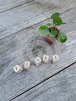 Baby pancake plant or pilea peperomioides