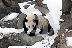 Baby Panda photo