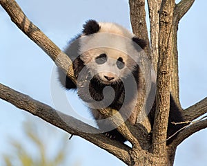 Baby panda climbing tree