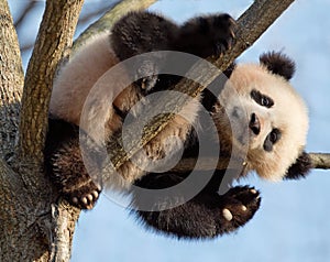 Baby panda climbing tree