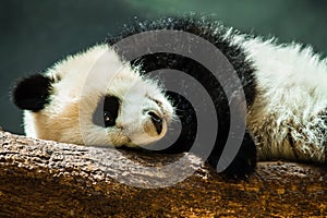 Baby panda cub resting photo