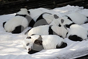 Baby panda photo