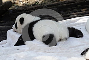 Baby panda photo