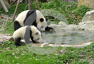 Baby panda with mother drinking water