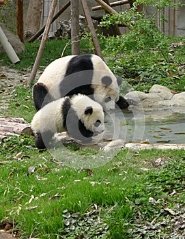 Baby panda with mother drinking water