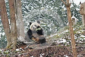 A baby panda is sitting beside the tree in bifengx