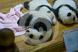 Baby panda photo