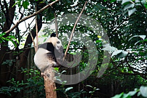 Baby panda on a tree in Chengdu, China