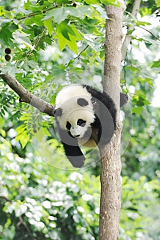 Baby Panda on the tree photo