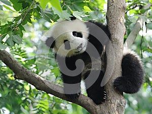 Baby Panda on the tree photo