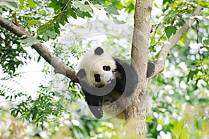 Baby Panda on the tree photo