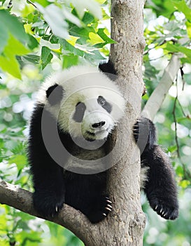 Baby Panda on the tree photo