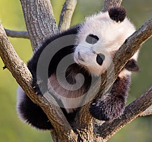 Baby panda in tree