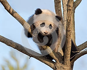 Baby panda in tree
