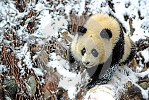 A baby panda is walking on snowfield in bifengxia