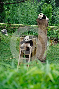 baby Pandas