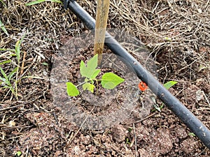 Baby papaya tree plantation