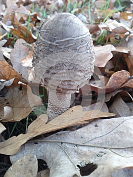 Baby parasol mushroom