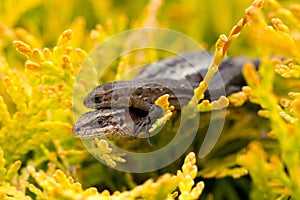 Baby and parent Viviparous lizard