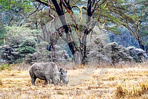 Baby and Parent White Rhino in Lake Nakuru