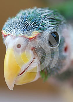 Baby Parrot