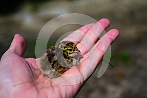 Baby partridge