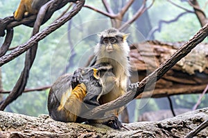 Baby Patas monkey snack at Bronx zoo