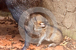 Baby Peccary photo