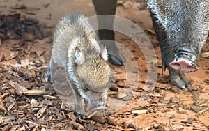 Baby Peccary photo