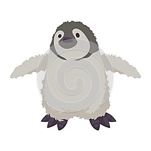 baby penguin artic animal