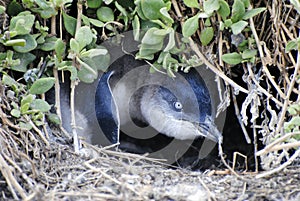 Baby penguin in land-based nest on Phillip Island.