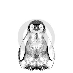 Baby penguin sketch