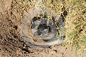 Baby Penguin, South Africa