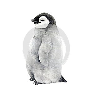 Baby penguin watercolor illustration. Hand drawn realistic cute fluffy emperor penguin nestling. Aptenodytes forsteri