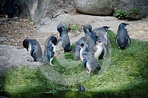Baby penguins in zoo